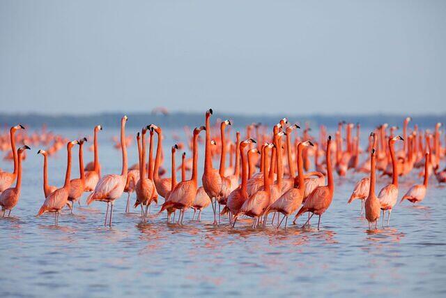 Flamingoes-3852aff-scaled