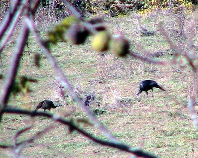 Wild Turkeys