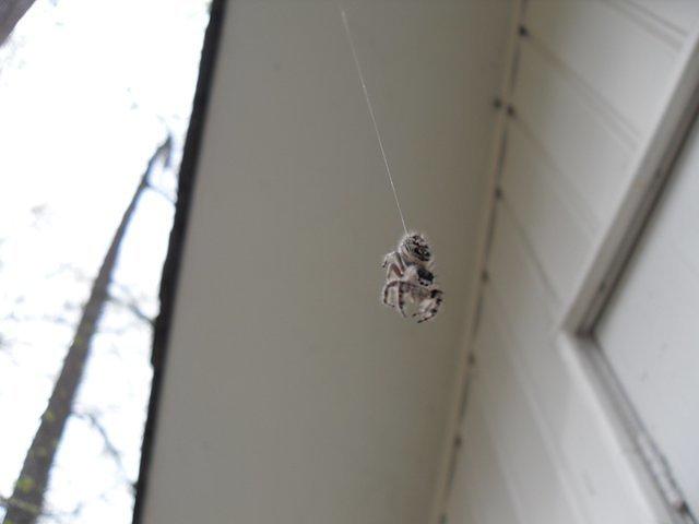 Hanging Spider 02