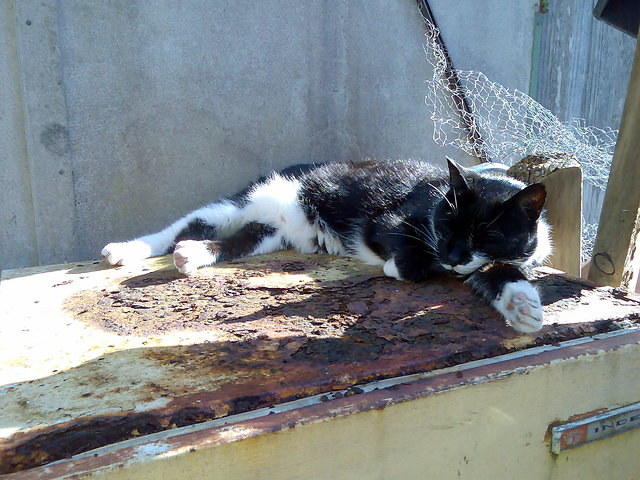 Black & white tabby cat (Puss Puss) lounging on rusty fridge in the sun