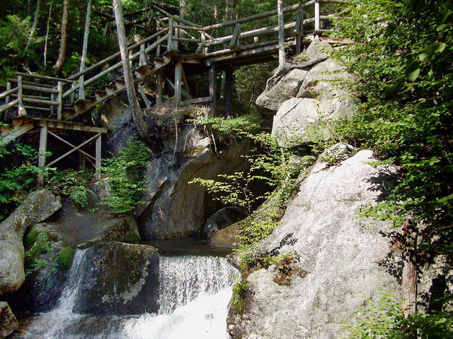 Wooden bridge in the forest