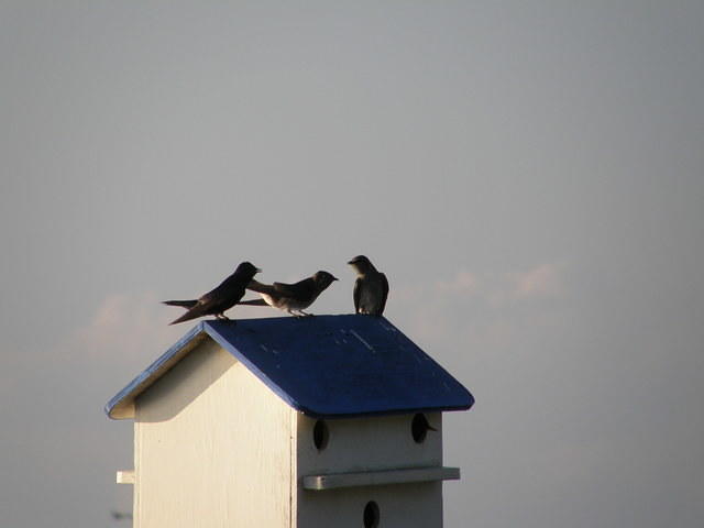 Birds on a birdhouse