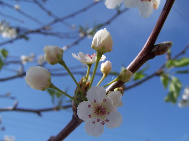 Spring blossoms on show