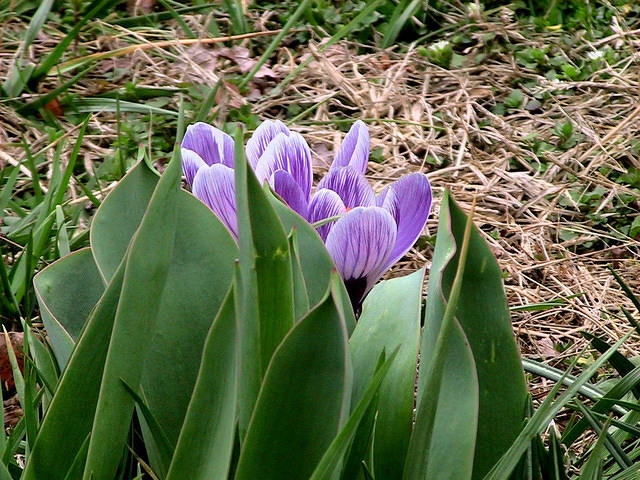 Crocus 10