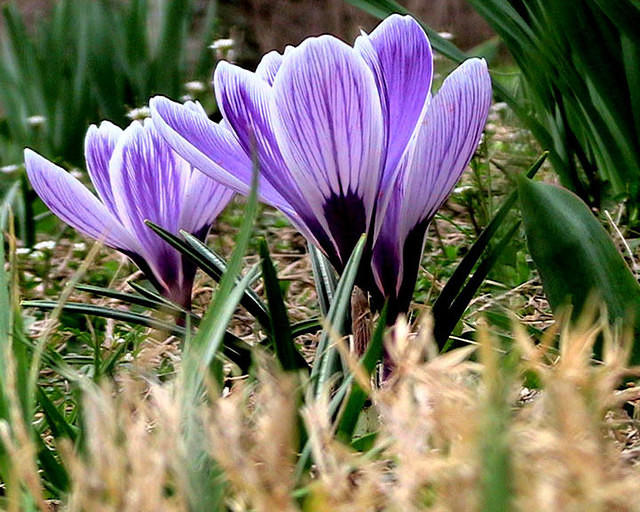 Crocus 5