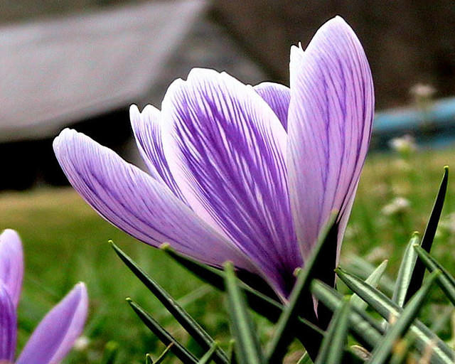 Crocus 9