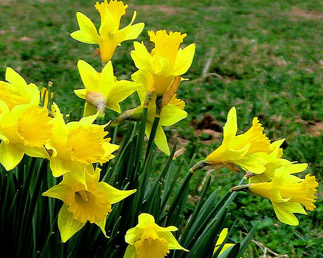 Daffodils 1