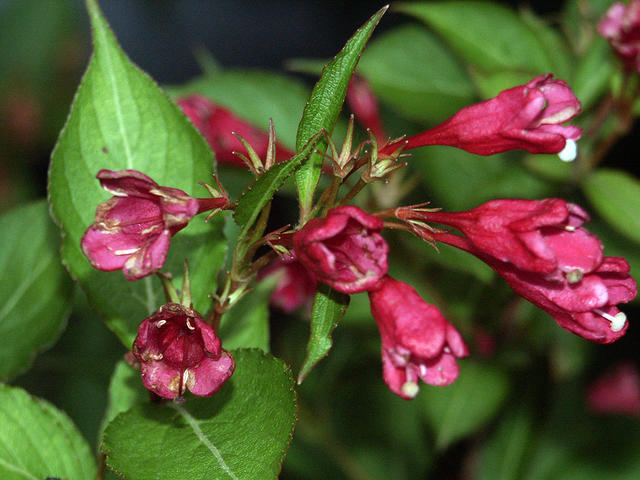 Flower Buds