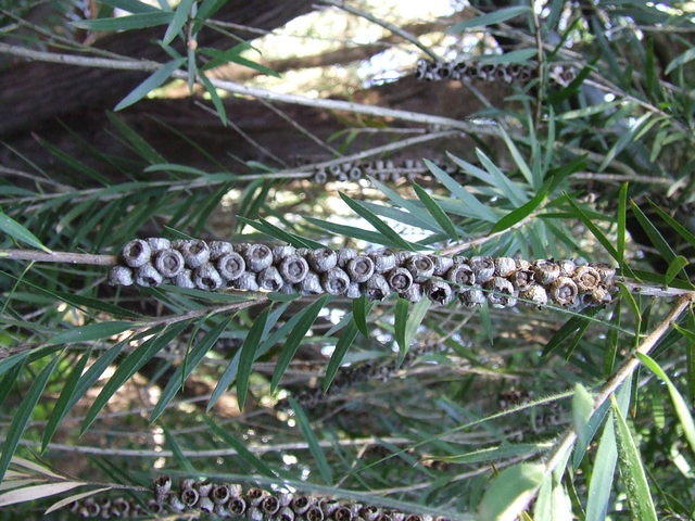 String of gun-nuts at The Maze, Bullsbrook, Western Australia.