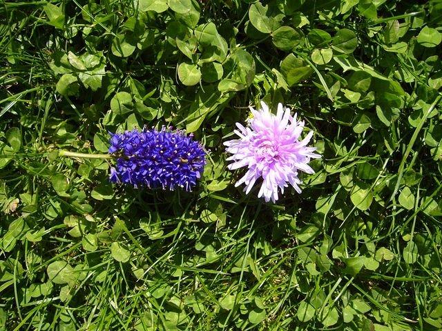 flowers_texture_TT000095.JPG