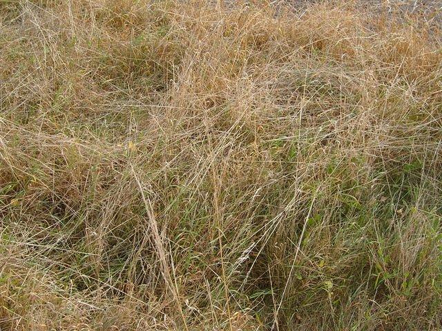 long_brown_grass_TT000029.JPG