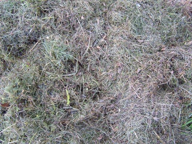 old_cutted_grass_TT7010117.JPG