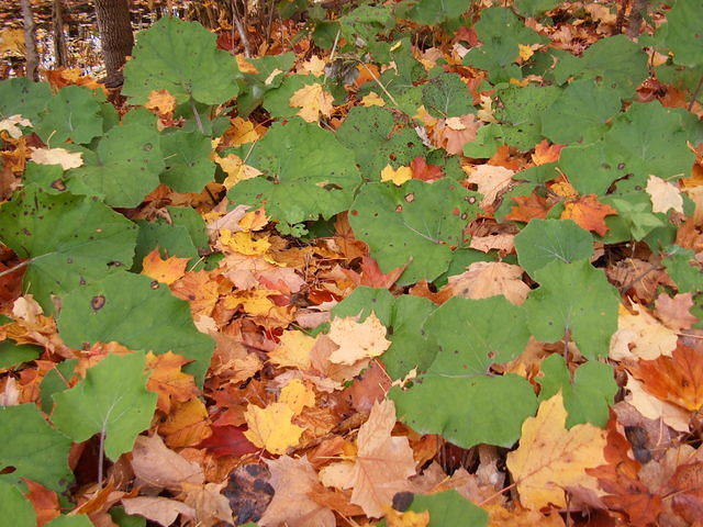 Leaves