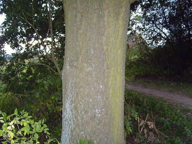 tree_trunk_TT7010129.JPG